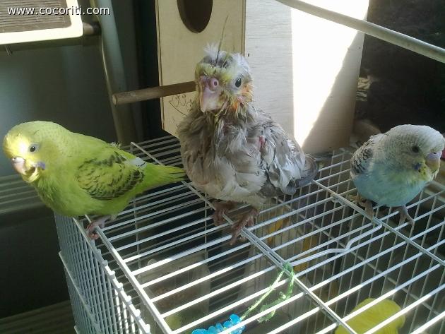 I  tre terroristi della coco tribù